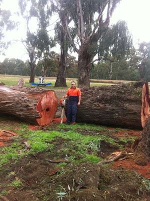 Rhino Trees Pty Ltd Pic 3 - Tree lopping and felling Gold Coast