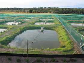 Cherax Park Aquaculture Pic 1