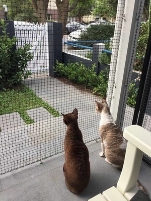 Pet Nets (WA & VIC) Pic 2 - Patio cat enclosure