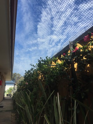 Pet Nets (WA & VIC) Pic 3 - Side of house alleyway covered in soft but strong special cat netting