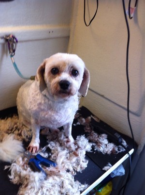 Godfrey's Mobile Dog Grooming Pic 2