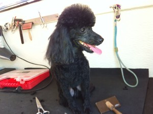 Godfrey's Mobile Dog Grooming Pic 3