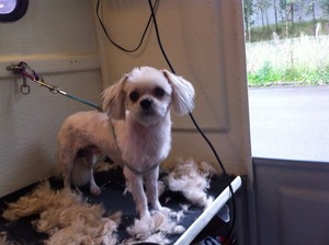 Godfrey's Mobile Dog Grooming Pic 5