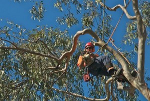 Tree Industries Pic 4 - Tree Surgeon Pruning Tree Gold Coast