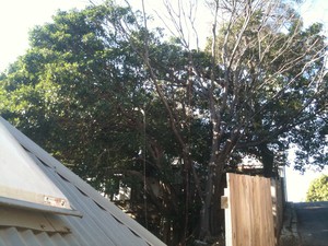 Sydney Arborist Pic 5 - Before