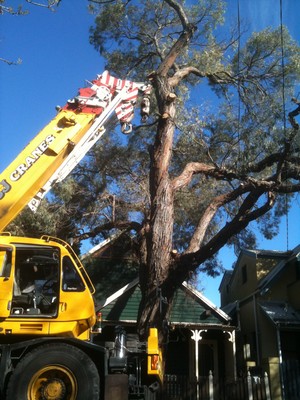 Sydney Arborist Pic 4 - Crane work