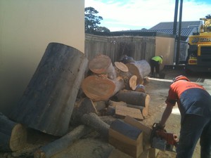 Sydney Arborist Pic 2 - Experienced staff