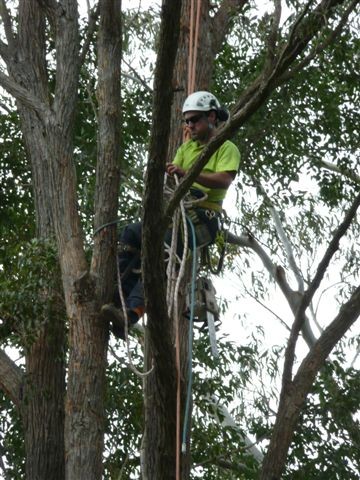 Sydney Arborist Pic 1 - Qualified Arborists