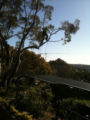 Sydney Arborist Pic 3 - Tecnical climbing