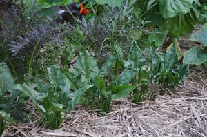 Big Worm Pic 4 - Happy spinach ready for a filo pie