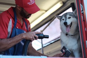 Jim's Dog Wash East Gosford Pic 4