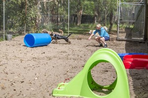 Nelson Bay Boarding Kennels Pic 4 - Doggy day care is a blast here at Nelson Bay Kennels we all have lots of fun during play time We carefully select suitable dogs to play together in each of our 4 play yards