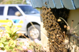 Eyre Peninsula Pest & Weed Control Pic 4 - Bees on a wall with pest control vehicle behind