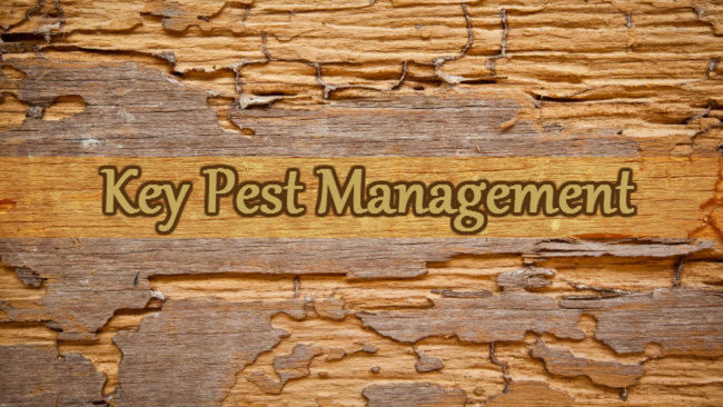 Key Pest Management Pic 2 - Key Pest Management