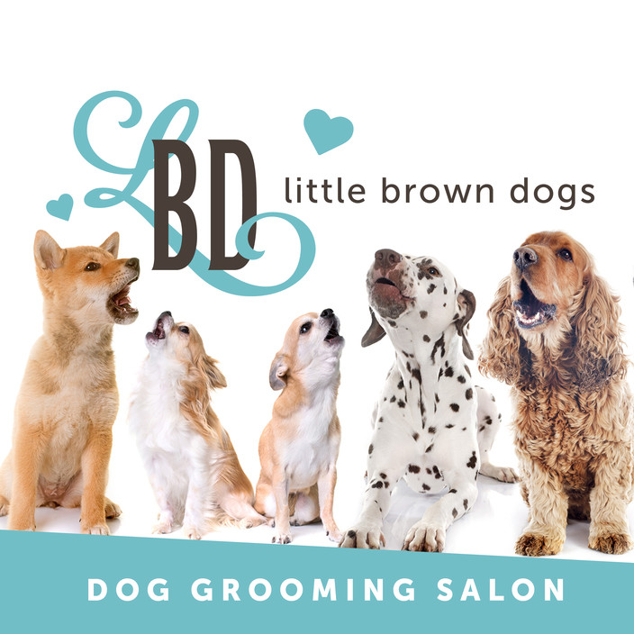 Little Brown Dogs Pic 1 - Professional dog groomer at Dora Creek