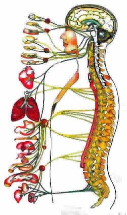 Chirosports Pic 1 - optimal spine optimal health