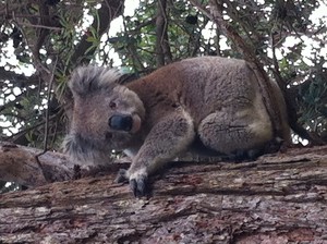 Swan Cove on Raymond Island Pic 3 - 200 koalas in the wild on island