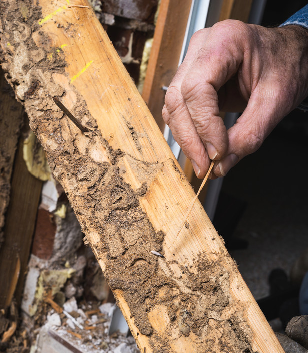 Casey Building Consultants Pic 1 - Termites can destroy a building in few years we offer best service to find termites and save your home