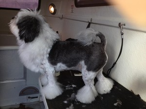 Muddy Dogs - Dog Grooming Pic 3