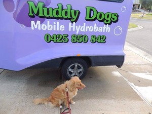 Muddy Dogs - Dog Grooming Pic 5