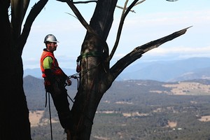 Bob & Ben The Tree Men Pic 2 - Tree Surgeon