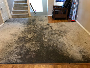 Carpet Cleaning Kallangur Pic 5