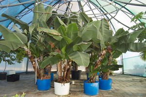 Hydroponic Xpress Pic 4 - Our banana house is spectacular and all grown in hydroponics