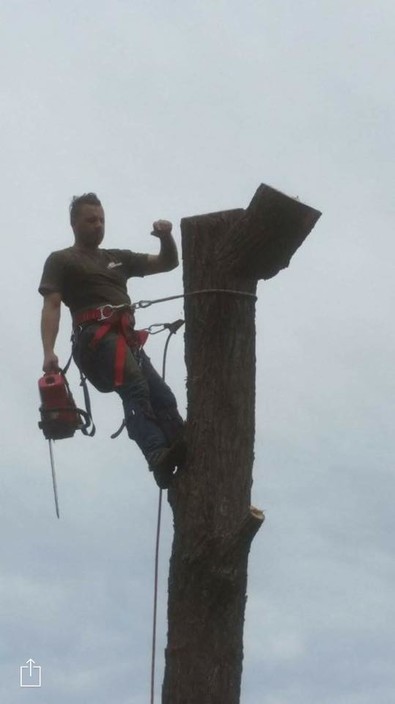 Tom`s Tree Lopping Pic 1