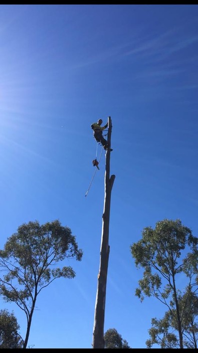 Tom`s Tree Lopping Pic 2