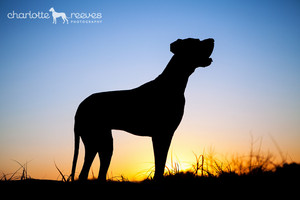 Charlotte Reeves Photography Pic 2 - Charge the Great Dane at the Gold Coast