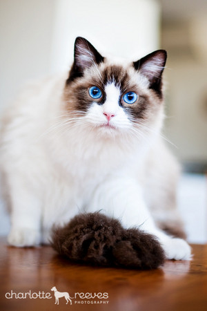 Charlotte Reeves Photography Pic 4 - Hector the Ragdoll cat