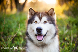 Charlotte Reeves Photography Pic 5 - Simba the Malamute