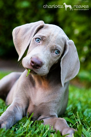 Charlotte Reeves Photography Pic 3 - Tully the Weimaraner puppy