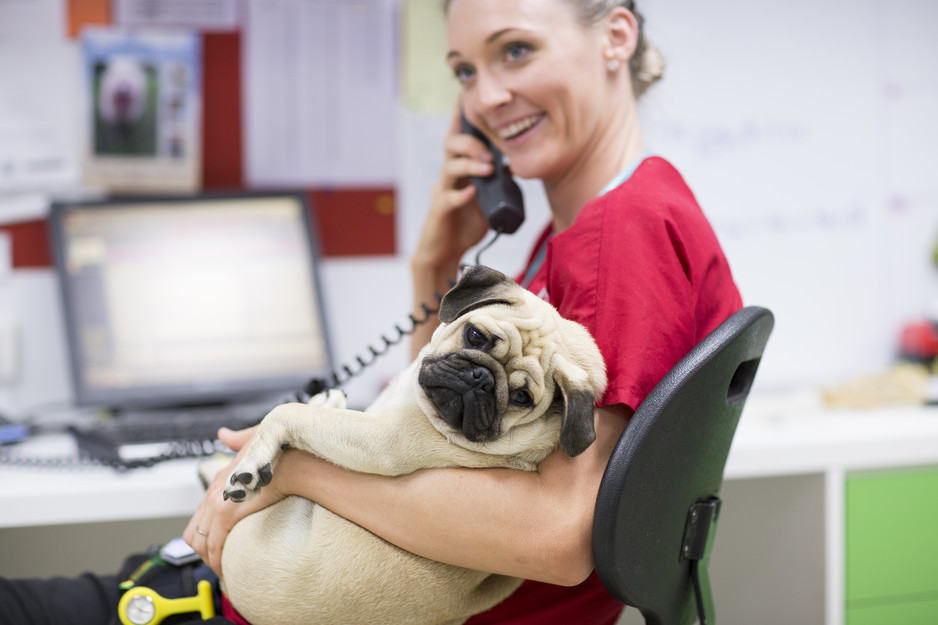 Brisbane Veterinary Emergency & Critical Care Service Pic 1 - Cuddles are part of the job