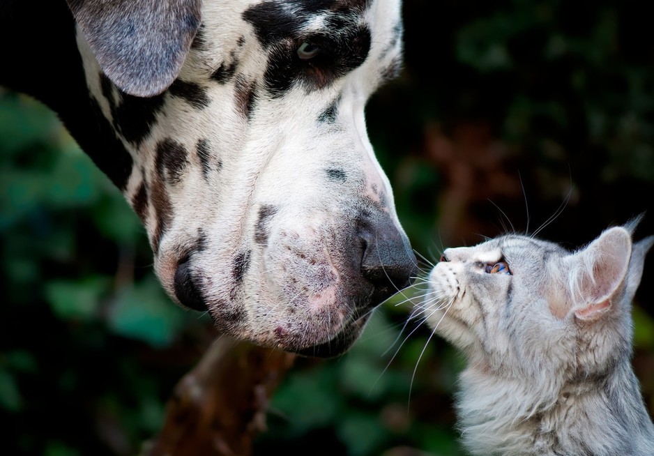 Brisbane Veterinary Emergency & Critical Care Service Pic 2