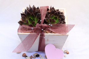 Living Gifts by Fiona Pic 3 - Succulent box add Chocolates wine or body products for a special gift