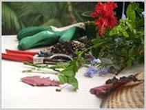 ACS Distance Education Pic 4 - Propagate plants with ACS Distance Learning