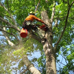 Tree Lopping Gold Coast Pic 3