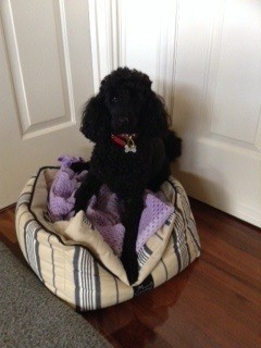 PETSnPAWS Pic 1 - Rocky Miniature Poodle