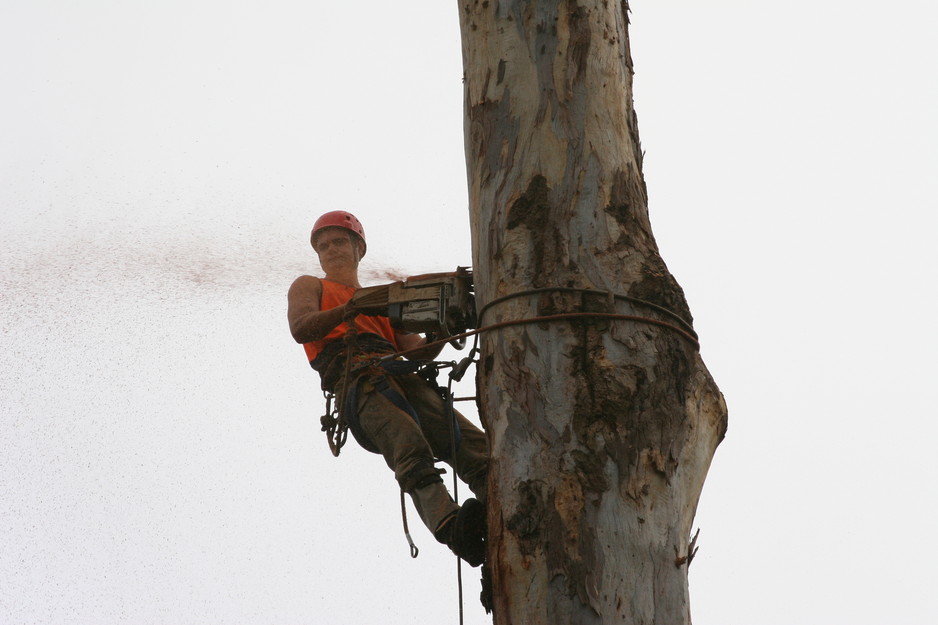 Central Tree Recycling Pic 1 - expert tree removal