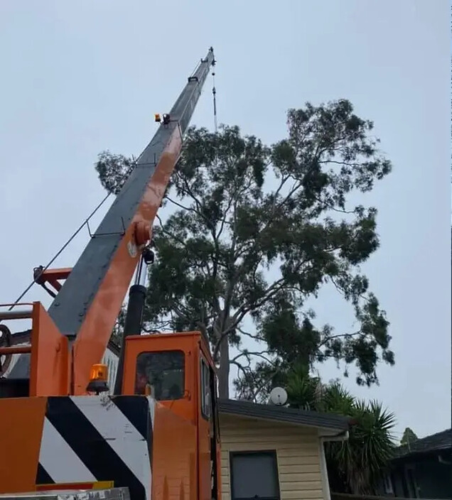 Expert Tree Removal Pty Ltd Pic 1