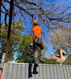 Expert Tree Removal Pty Ltd Pic 3