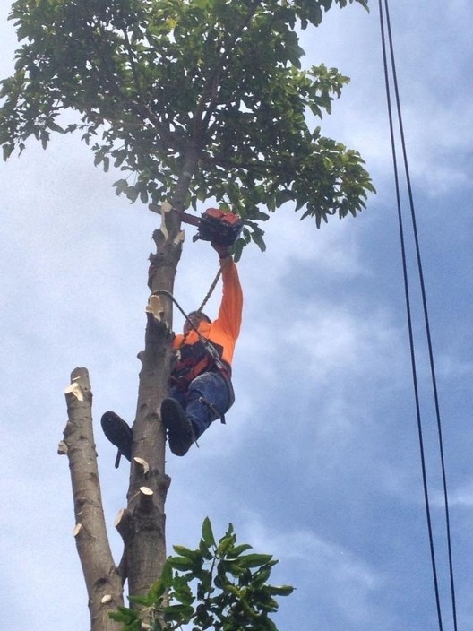 jeff s tree service jeffs tree service service surgeon truelocal jeff s tree service jeffs tree service service surgeon truelocal