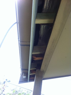 Presentation Plus Pic 2 - After treating the rot and sistering up the rafter ends we replaced the fascia and gutter