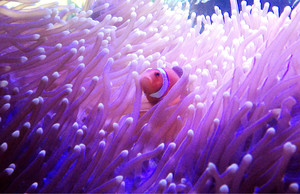 Daydream Island Resort And Spa Pic 5 - A little face peeking out of the large aquarium in the reception area on the island