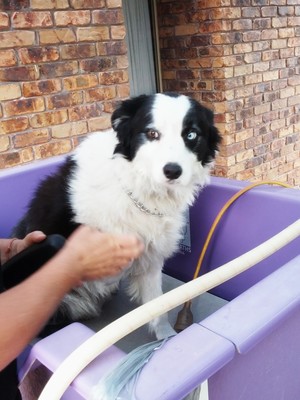 Express Dog Washing and Grooming Pic 2