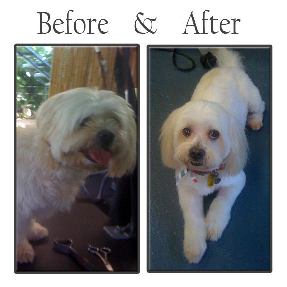 Groomer Has It Pic 1 - Lucky Shih Tzu