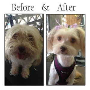 Groomer Has It Pic 2 - Ruby Maltese X