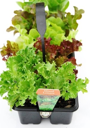 Rumbalara Nursery Pic 2 - Lettuce 10 pack