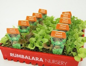 Rumbalara Nursery Pic 3 - Seedling 8 Cell Punnets in Nursery Tray